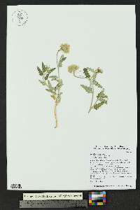 Cevallia sinuata image