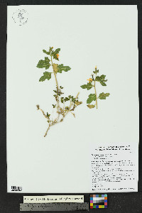 Mentzelia oligosperma image