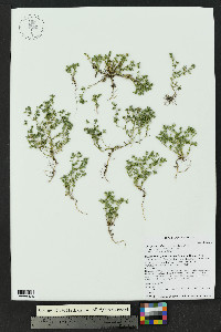 Spergularia rubra image
