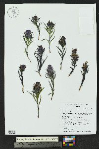 Castilleja haydenii image