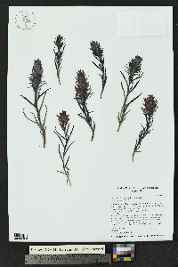 Castilleja haydenii image