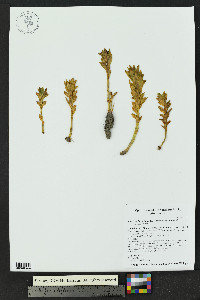 Rhodiola integrifolia subsp. integrifolia image