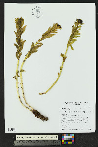 Rhodiola integrifolia subsp. integrifolia image