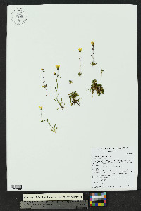 Saxifraga chrysantha image