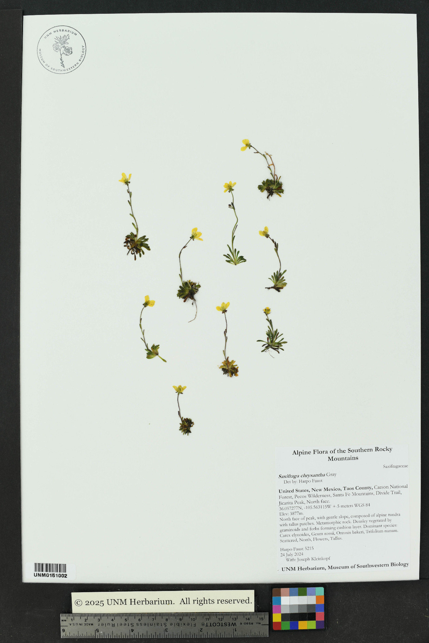 Saxifraga chrysantha image