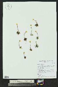 Saxifraga chrysantha image
