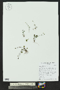 Saxifraga rivularis image