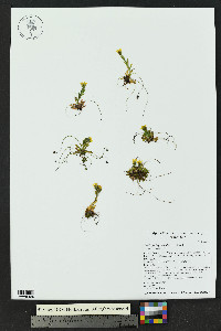 Saxifraga flagellaris image