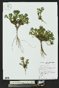 Noccaea fendleri image