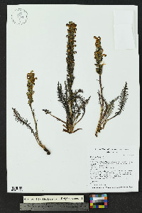 Pedicularis parryi image