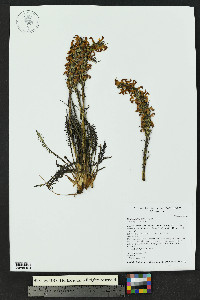 Pedicularis parryi image