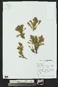 Picea pungens image