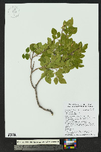 Rhus virens var. choriophylla image