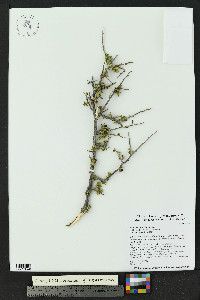 Rhus microphylla image