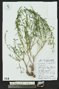 Brickellia eupatorioides var. chlorolepis image