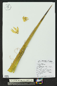 Yucca treculeana image