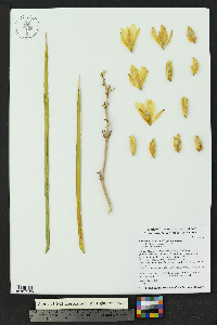 Yucca elata image