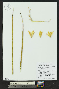 Yucca elata image