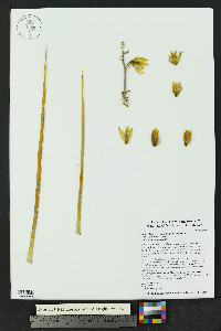 Yucca elata image