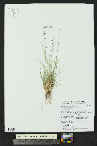 Bouteloua warnockii image