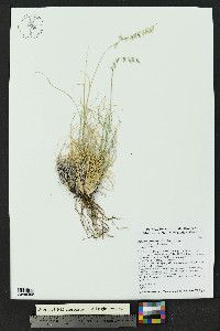 Bouteloua warnockii image