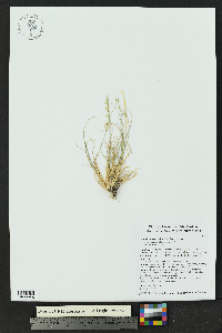 Bouteloua warnockii image