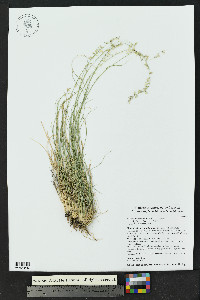 Bouteloua warnockii image