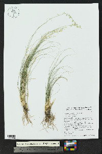 Bouteloua warnockii image