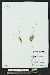 Bouteloua warnockii image