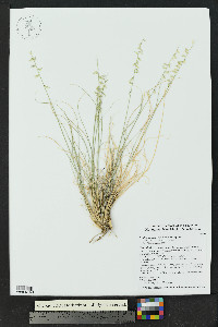 Bouteloua warnockii image