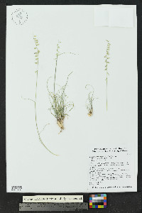 Bouteloua warnockii image