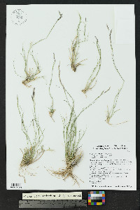 Bouteloua eriopoda image