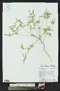 Croton lindheimerianus image