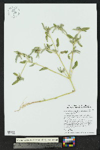 Croton lindheimerianus image