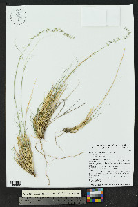 Bouteloua warnockii image