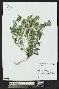 Argythamnia serrata image