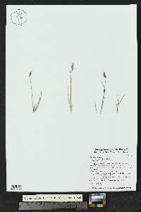 Bouteloua hirsuta image