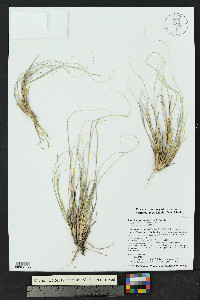 Bouteloua warnockii image