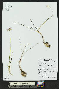 Allium kunthii image