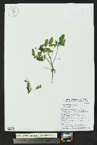 Acalypha neomexicana image