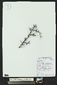 Rhus microphylla image