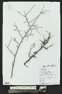 Rhus microphylla image