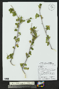 Hedeoma drummondii image