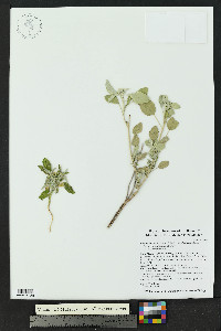 Croton lindheimerianus image