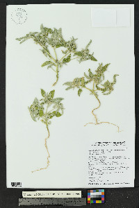 Croton lindheimerianus image