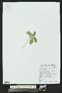 Croton lindheimerianus image