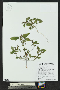 Acalypha neomexicana image
