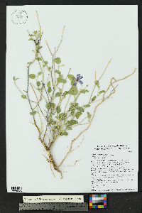 Hibiscus denudatus image