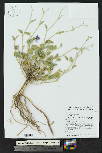 Hibiscus denudatus image