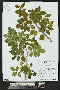 Rhus virens image